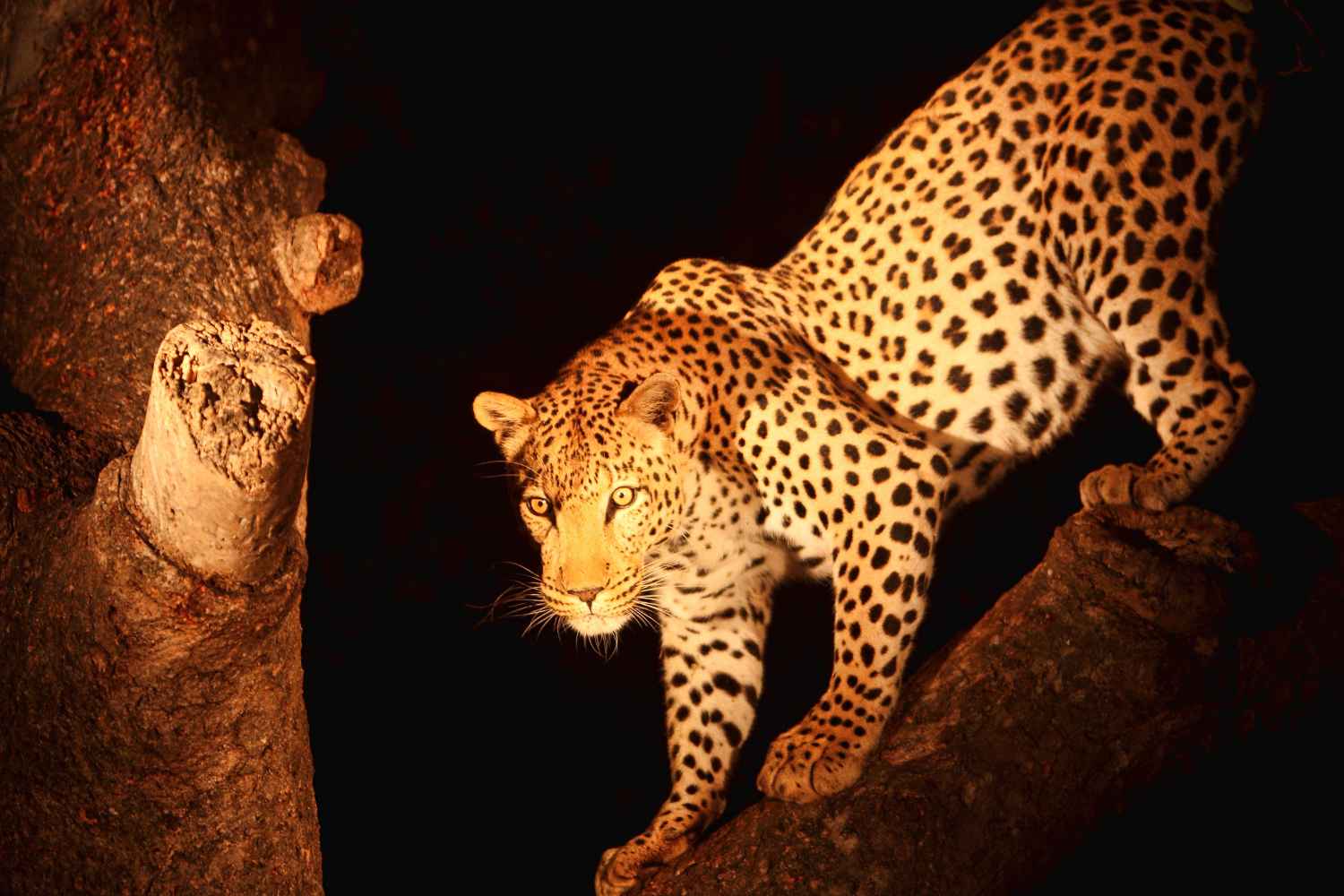 Night Game Drives