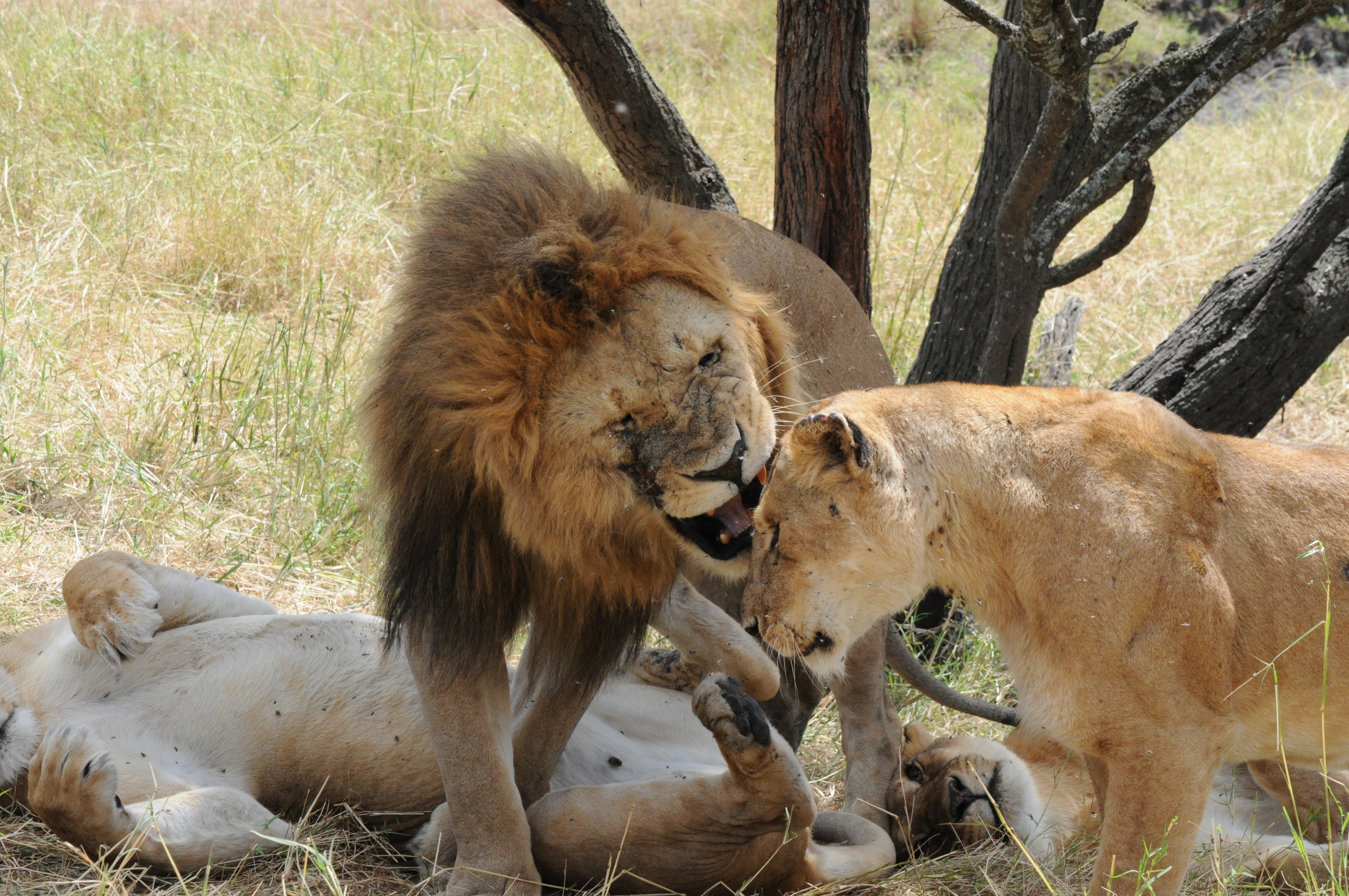 Luxury Tanzania Safari