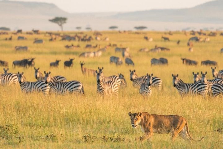 2days-short-safari
